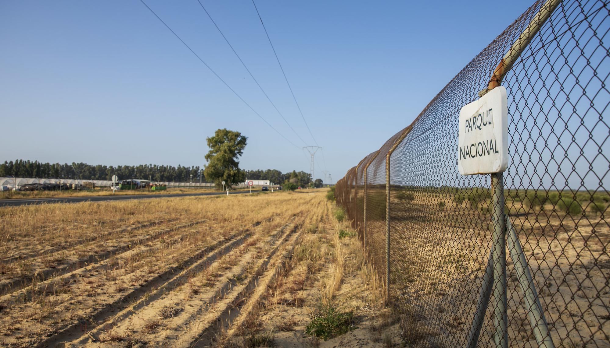 Cultivos de Fresa Huelva Doñana - 2